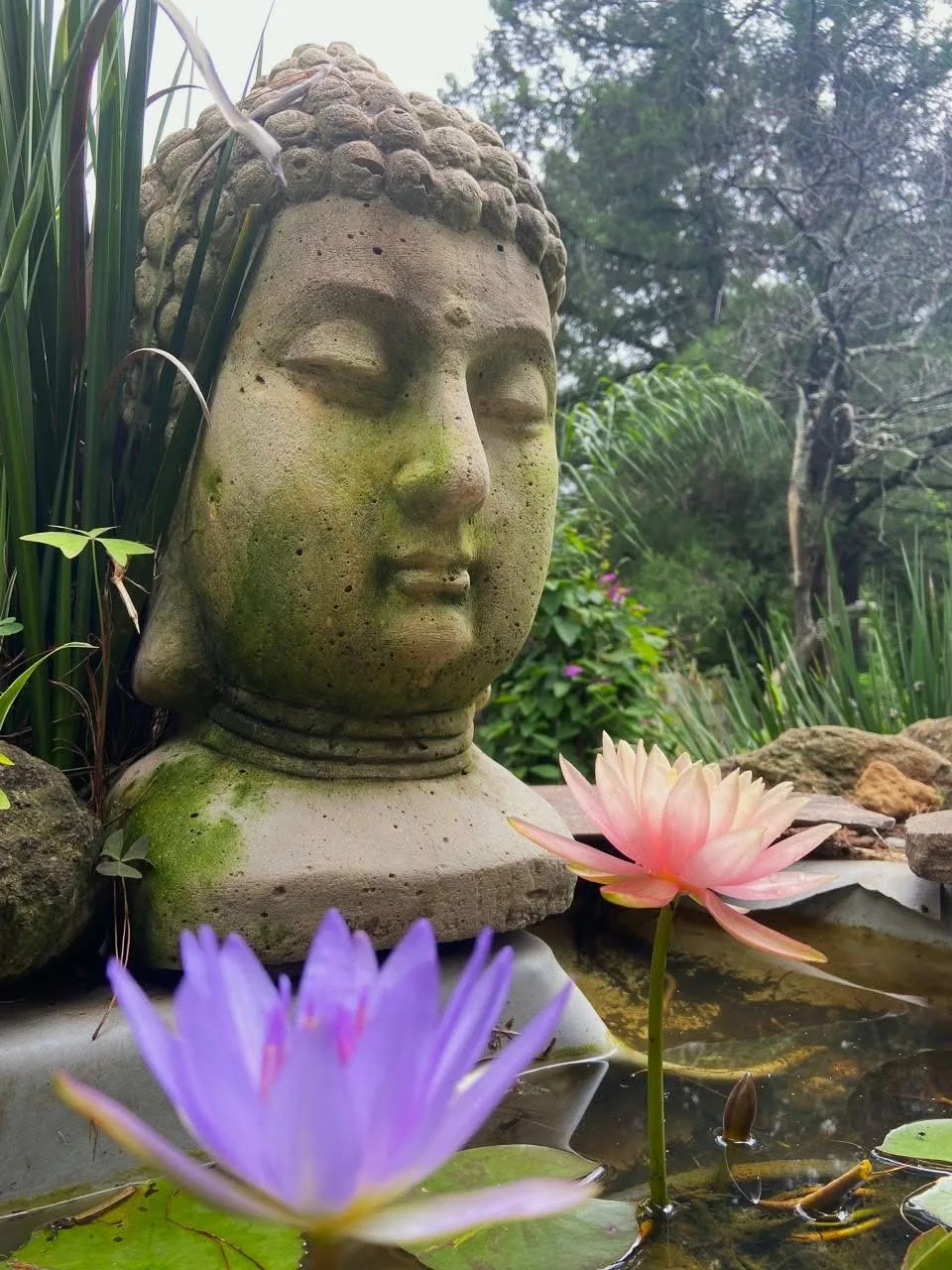 Busto de Buda entre plantas y flores acuáticas en Casa Inya, Tepoztlán